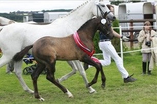 Solbakkens Dragonheart