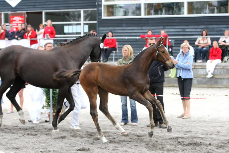 Queenie efter Quinton/Leandro