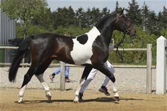 Calypso K