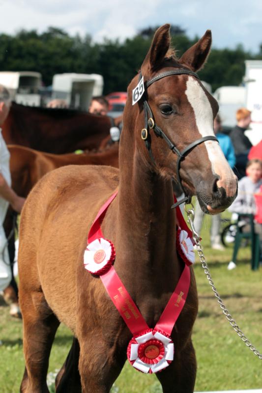 Lillestaruphoejs High Class, Best Foal Region IV, The Danish Warm blood Association 2009