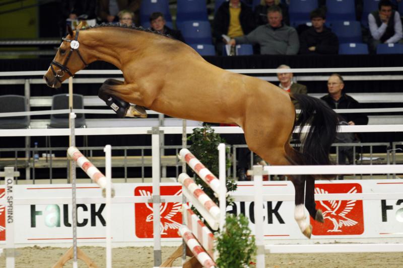 Heart-Ache BS Premium Stallion, Herning 2010
