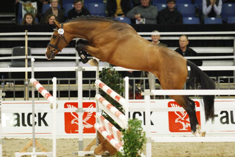 Heart-Throb BS - Wing and Premium stallion, Herning 2010