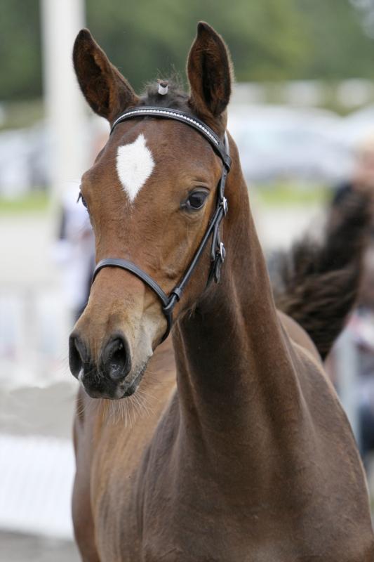 Queenie. Elected to participate in The Elite Mare Show 2009 at Vilhelmsborg, Denmark