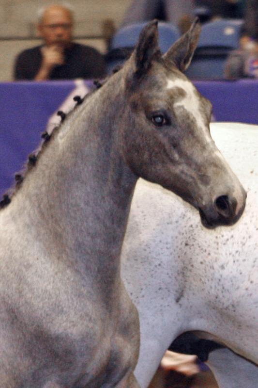 Soebakkehus Quick. Elected to participate in The Elite Mare Show 2009 at Vilhelmsborg, Denmark