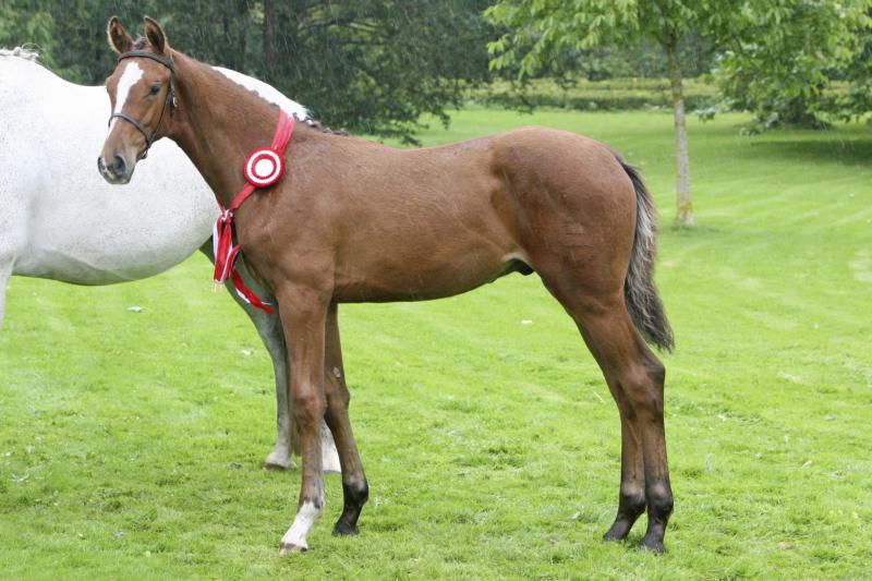 Birkegaardens Charmeur, sire: Carmargue elected Show Jumping emphasized Foal of The Year 2009