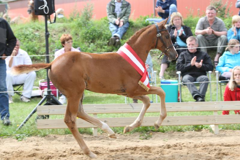 Babooshka’s Tinker Bell. Sire:Cosmeo