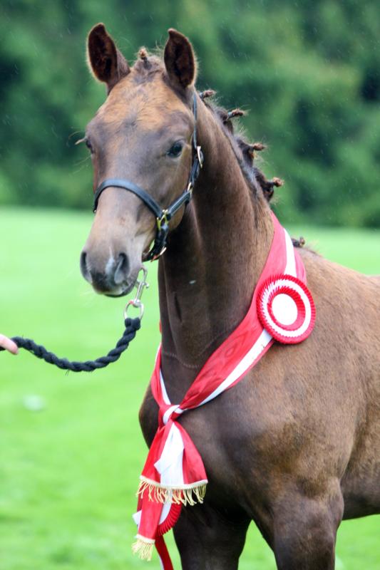 Laerkebjerg IQ - Elected Show Jumping emphasized mare foal of The Year 2009