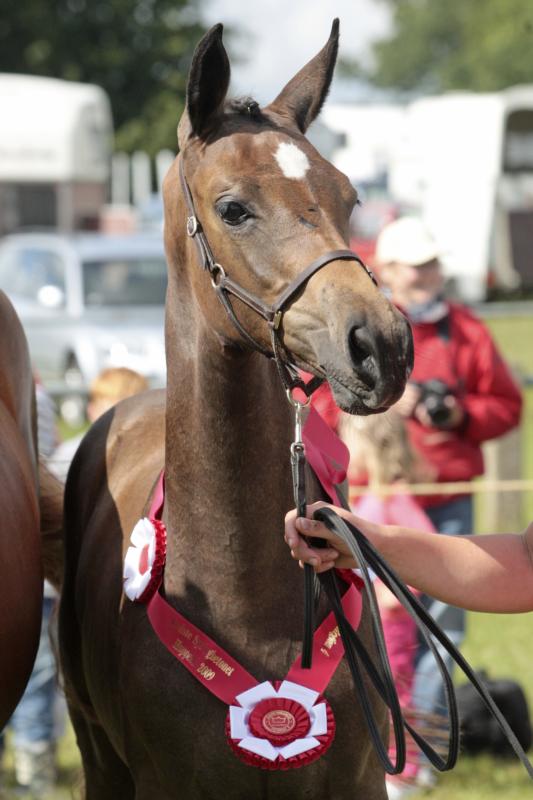 Lajgaardens Quintess. Elected to participate in The Elite Mare Show 2009 at Vilhelmsborg, Denmark