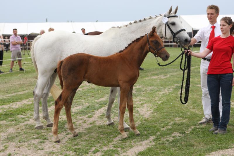 Laerkebjergs IQ. Sire:Quinton. Dam sire:Carolus I