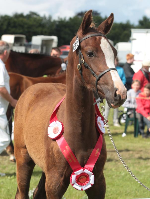 Lillestaruphøjs High Class. Sire:Heartbeat