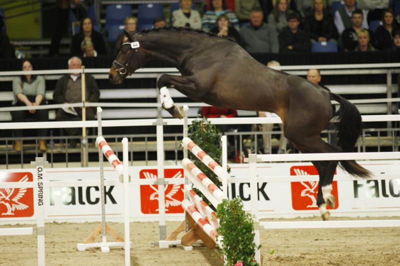Three-yar-old stallion Charlton Sem, sire: Cajus obtained final crowning/grading and subsequently he was sold at the auction - Price: Dkr. 300.000. Charlton Sem is the brother of Chelsea Sem who obtained a gold medal at The Elite Mare Show at Vilhelmsborg, Denmark.