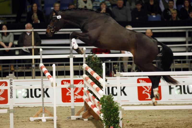 Charlton Sem, sire: Cajus brother of Chelsea Sem who achieved a gold medal at her crowning/grading.
